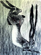 Barley Mo - Charcoal on Arches paper - 30 inches x 20 inches