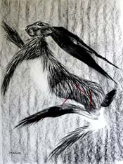 Fulla Pepper - Charcoal on Arches paper  - 30 inches x 20 inches