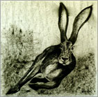 Hare Racing