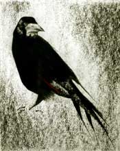 Rook 1 - Charcoal on Fabriano watercolour paper  - 30 inches x 20 inches