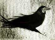 Rook 2 - Charcoal on Fabriano watercolour paper  - 30 inches x 20 inches