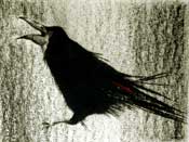 Rook 3 - Charcoal on Fabriano watercolour paper  - 30 inches x 20 inches